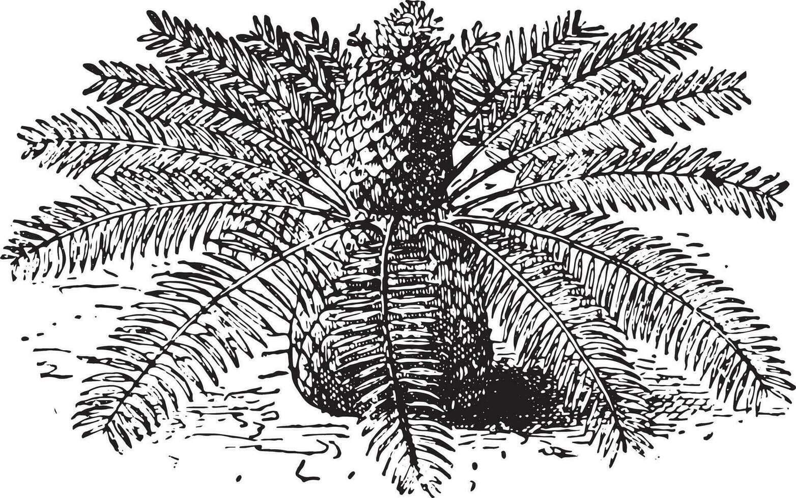 Zamia, vintage engraving. vector