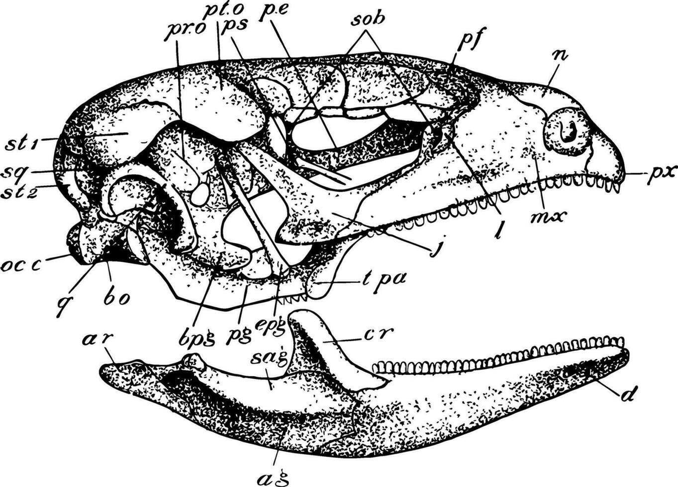 Lizard Skull, vintage illustration vector