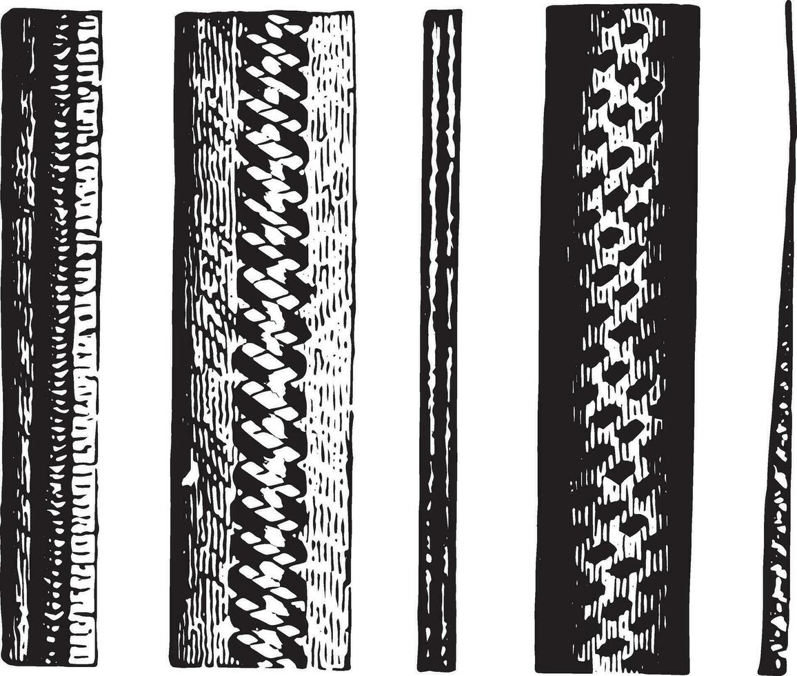 el dimensiones de castor pelo, Clásico grabado. vector