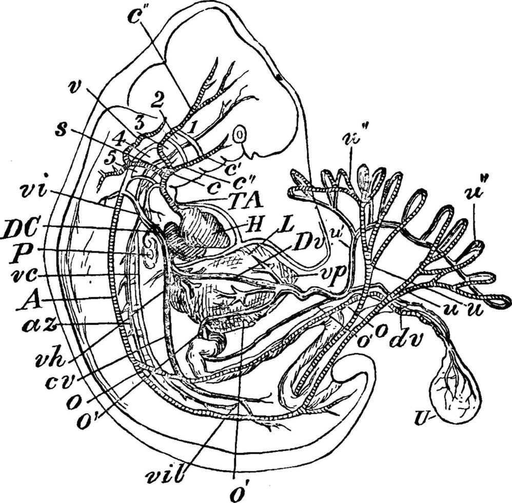 Human Embryo, vintage illustration. vector