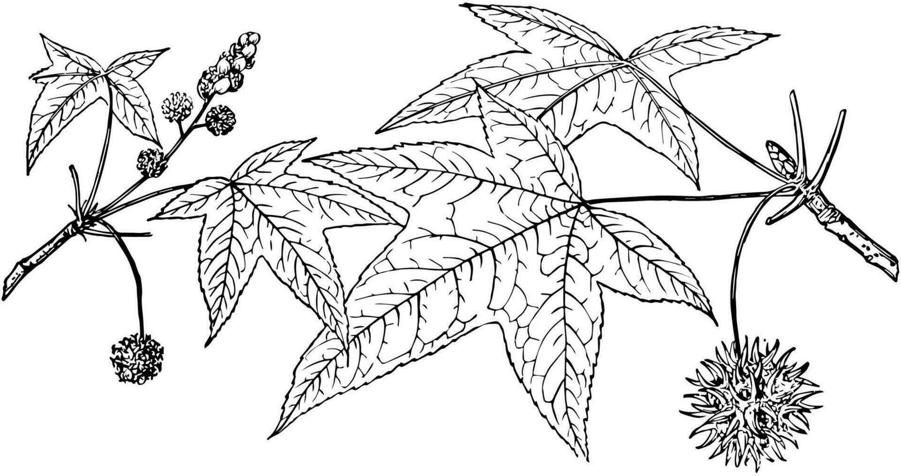 Branch of American Sweetgum vintage illustration. vector