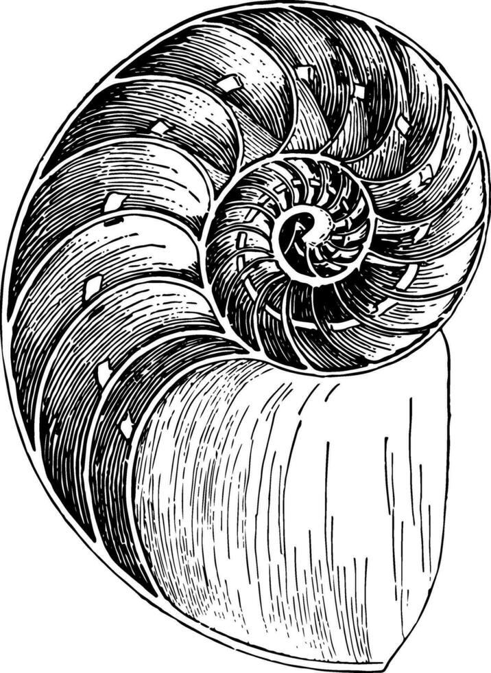 nautilo caparazón, Clásico ilustración. vector