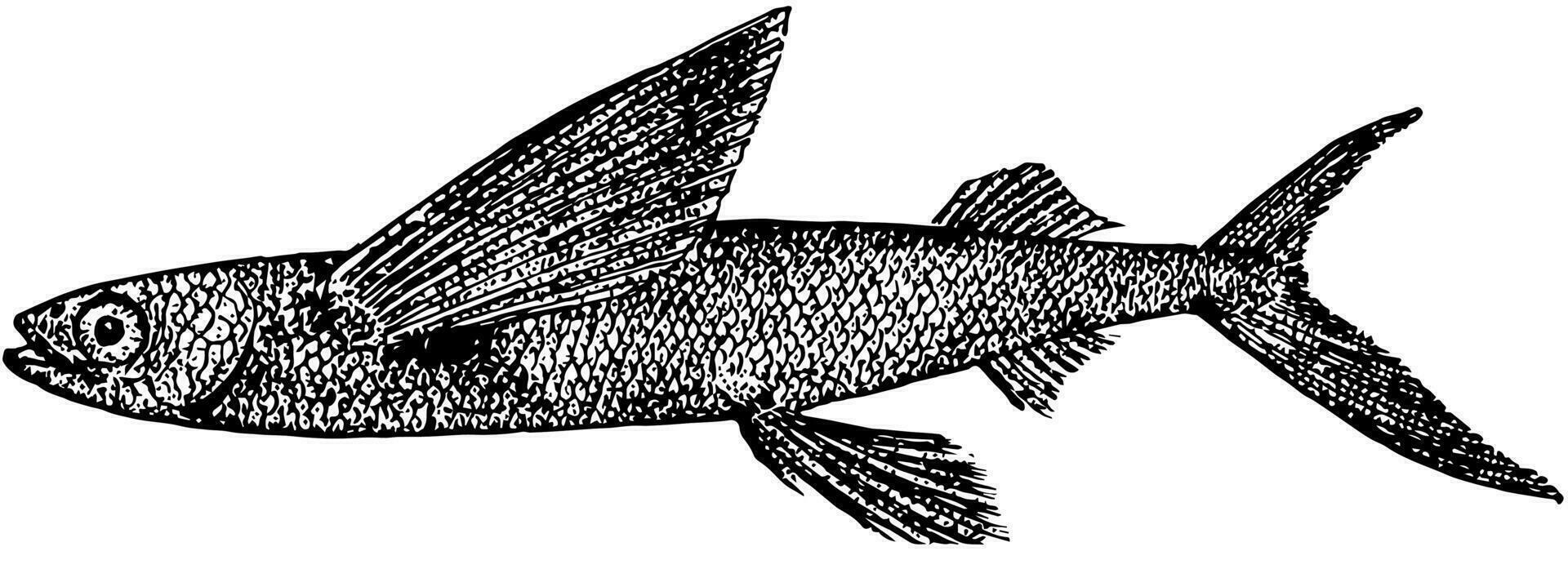 California Flying Fish, vintage illustration. vector