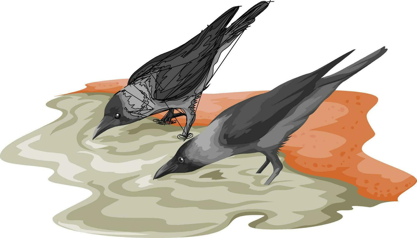 Vector of crow drinking water.