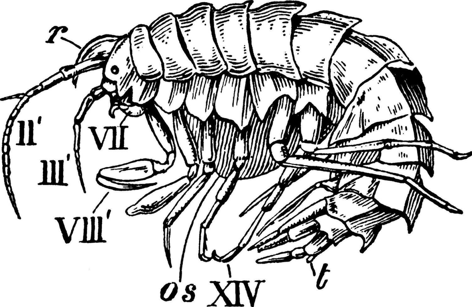 Amphithoe, vintage illustration. vector