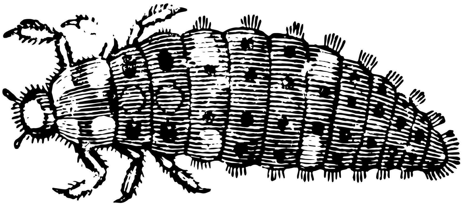 Grub of a Seven Spotted Ladybug, vintage illustration. vector