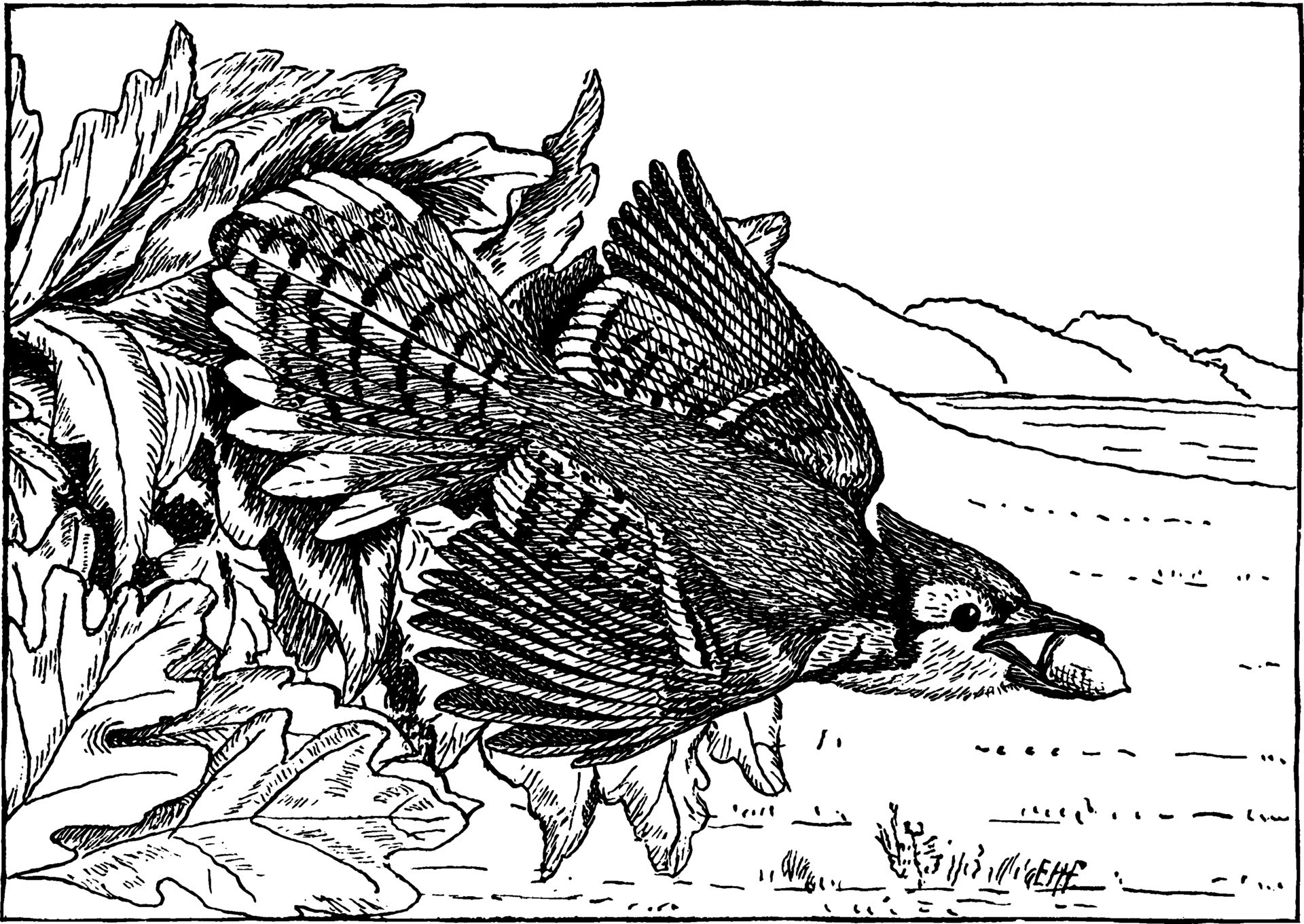 Blue Jay, vintage illustration. 35467485 Vector Art at Vecteezy