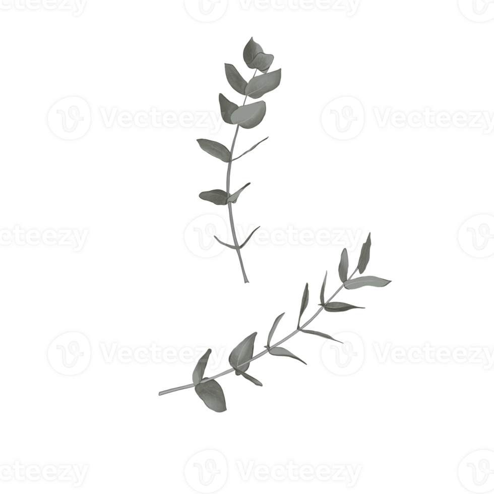 Beautiful eucalyptus branch with leaves on a transparent background. Can be used as an element of your design png