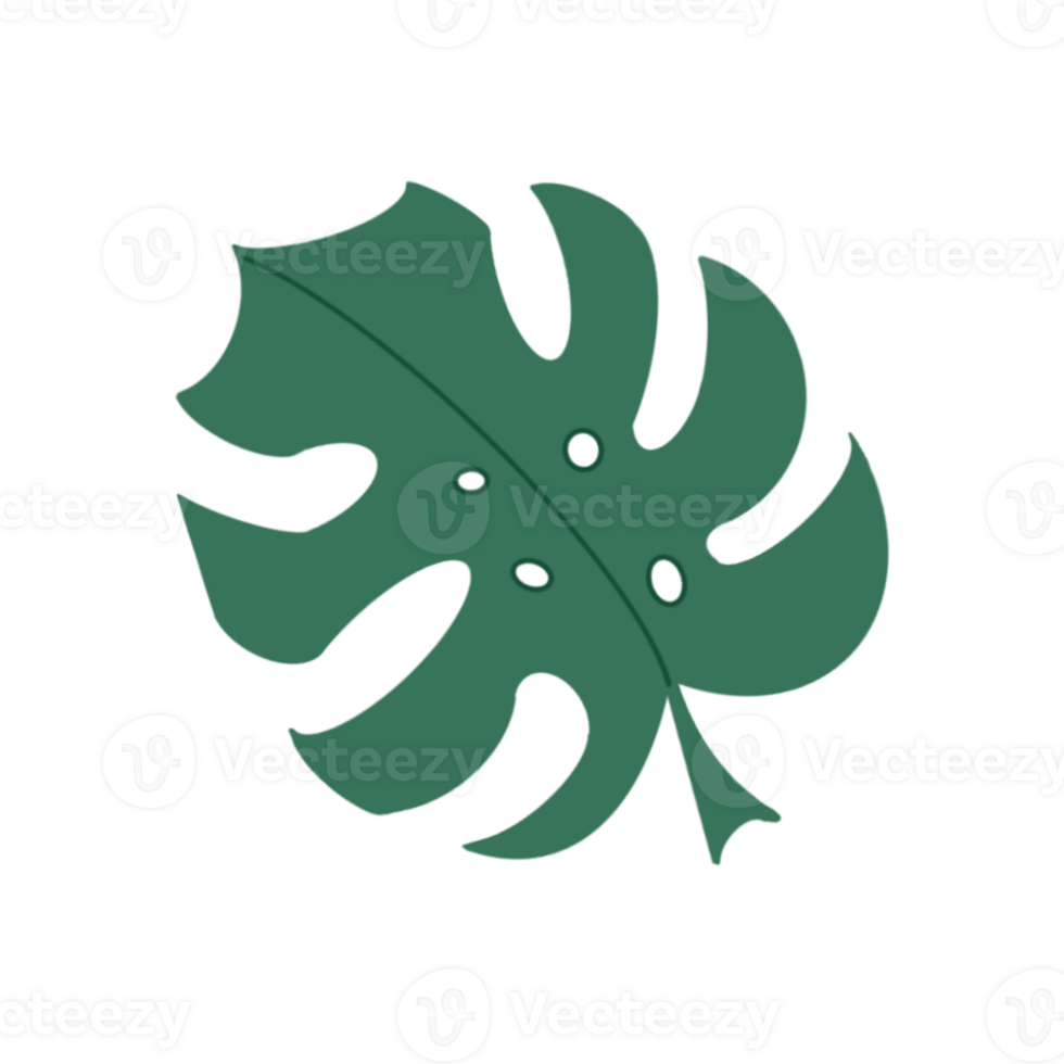 Illustration of a green beautiful leaf of a monstera plant on a transparent neutral background. Can be used as an element of your composition png