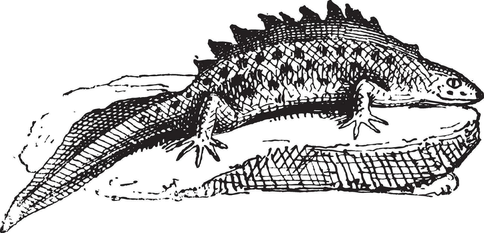 Salamander, vintage engraving. vector
