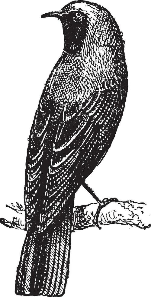 Redstart perched on branch, vintage engraving. vector