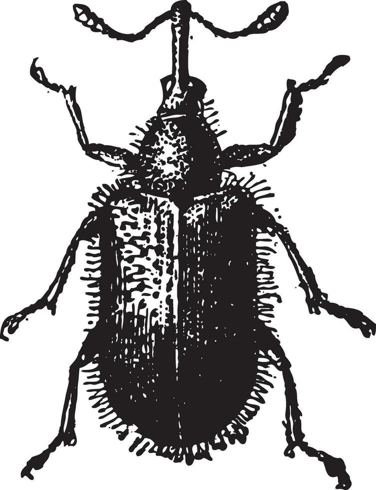 Rhynchites Beetle isolated on white, vintage engraving. vector