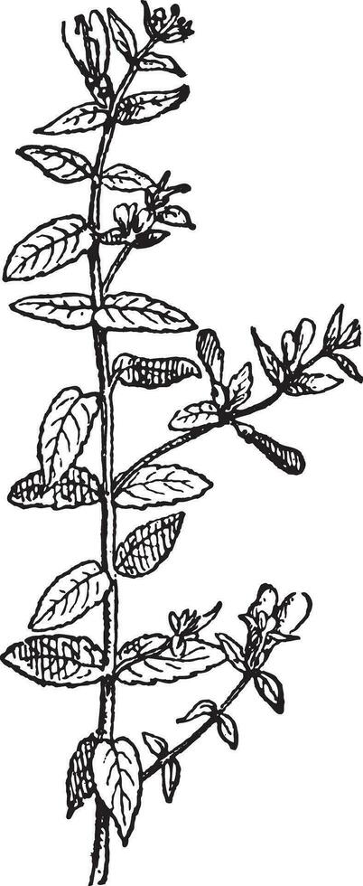 Skullcap of Scutellaria, vintage engraving. vector