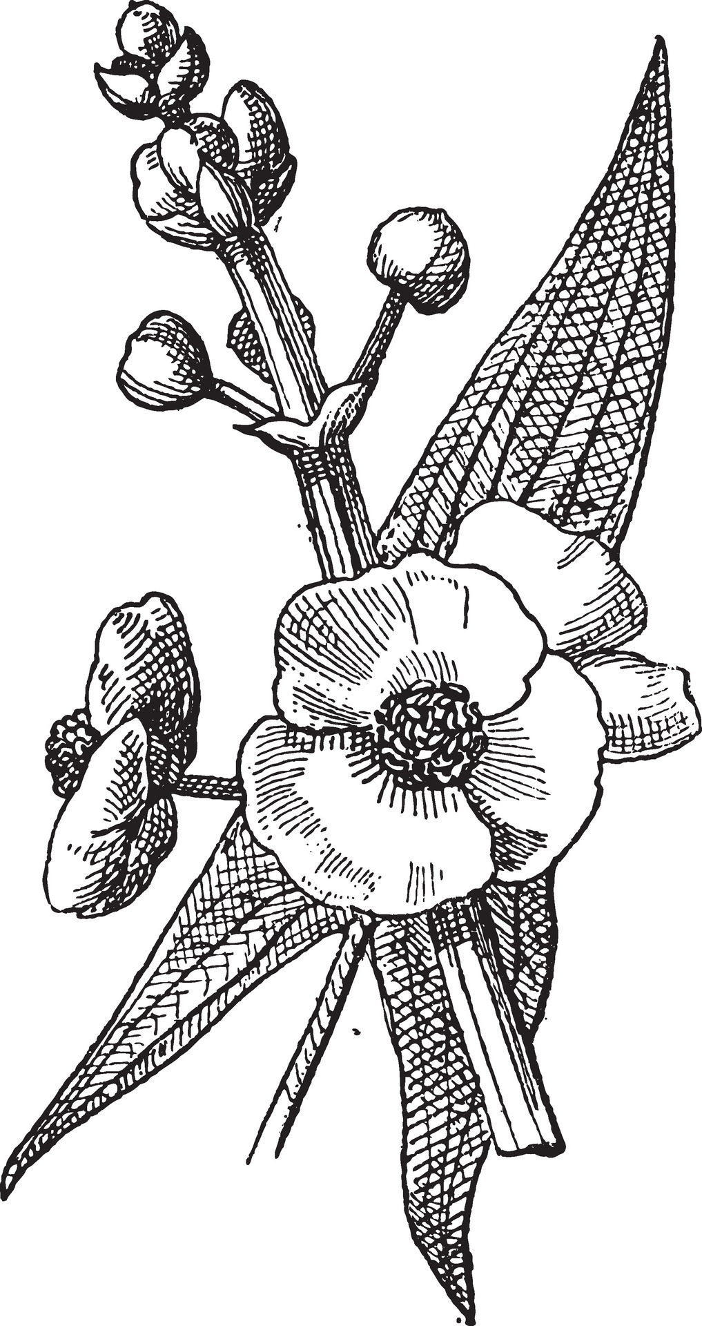 Sagittaria or Sagittaria sp., vintage engraving 35467666 Vector Art at ...