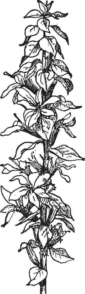 Loosestrife, vintage engraving. vector