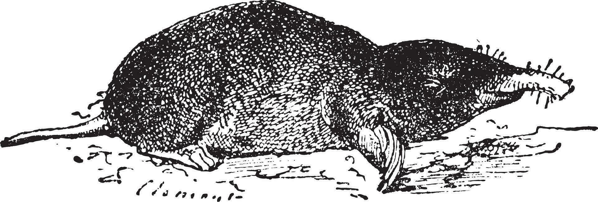 Common Mole or Eastern Mole or Scalopus aquaticus, vintage engraving vector