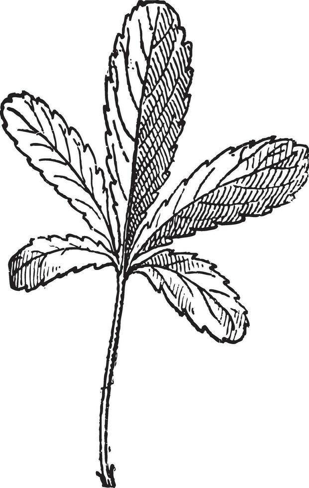 Cinquefoil or Potentilla sp., vintage engraving vector