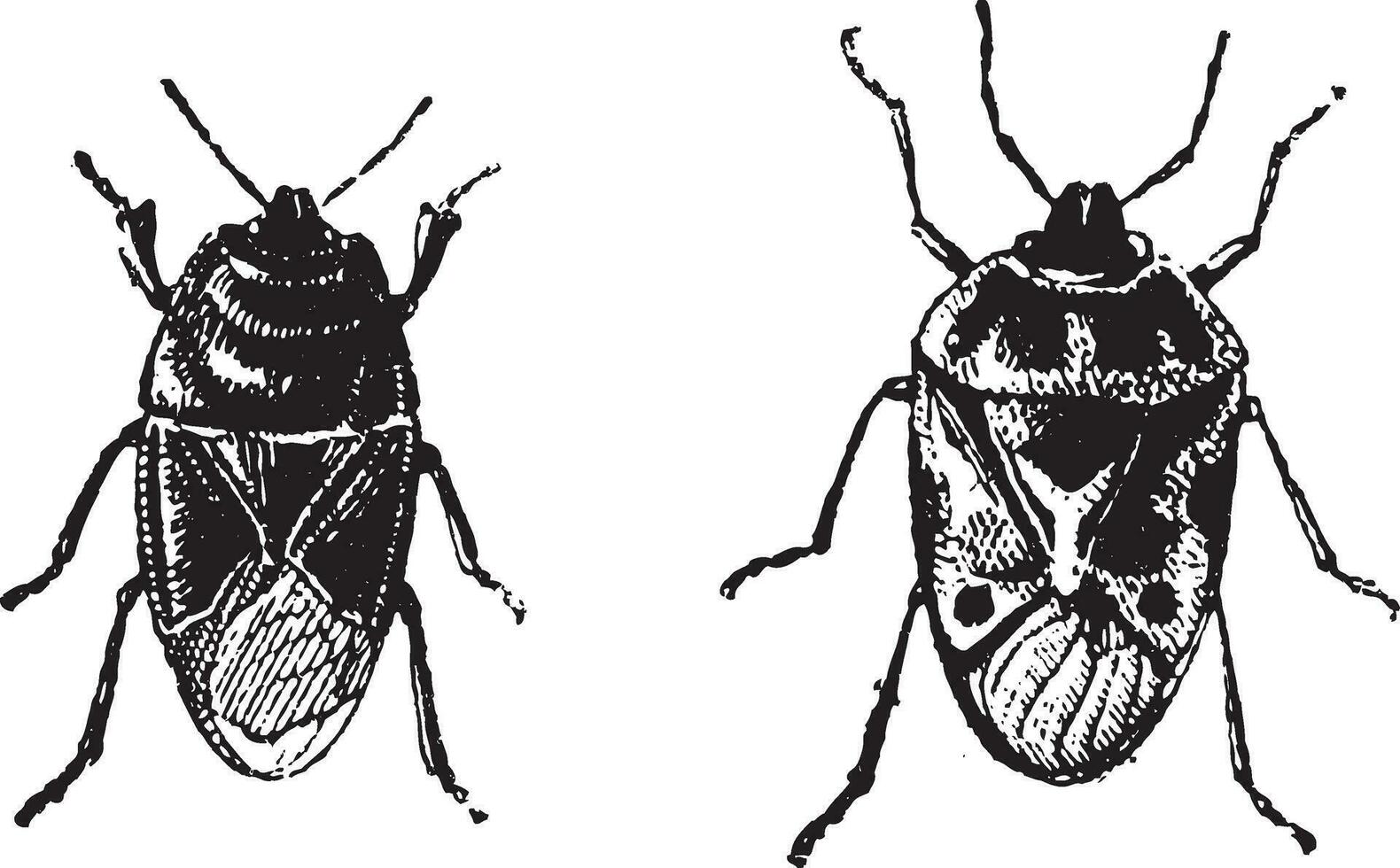 Black bug, Orne Bug, vintage engraving. vector