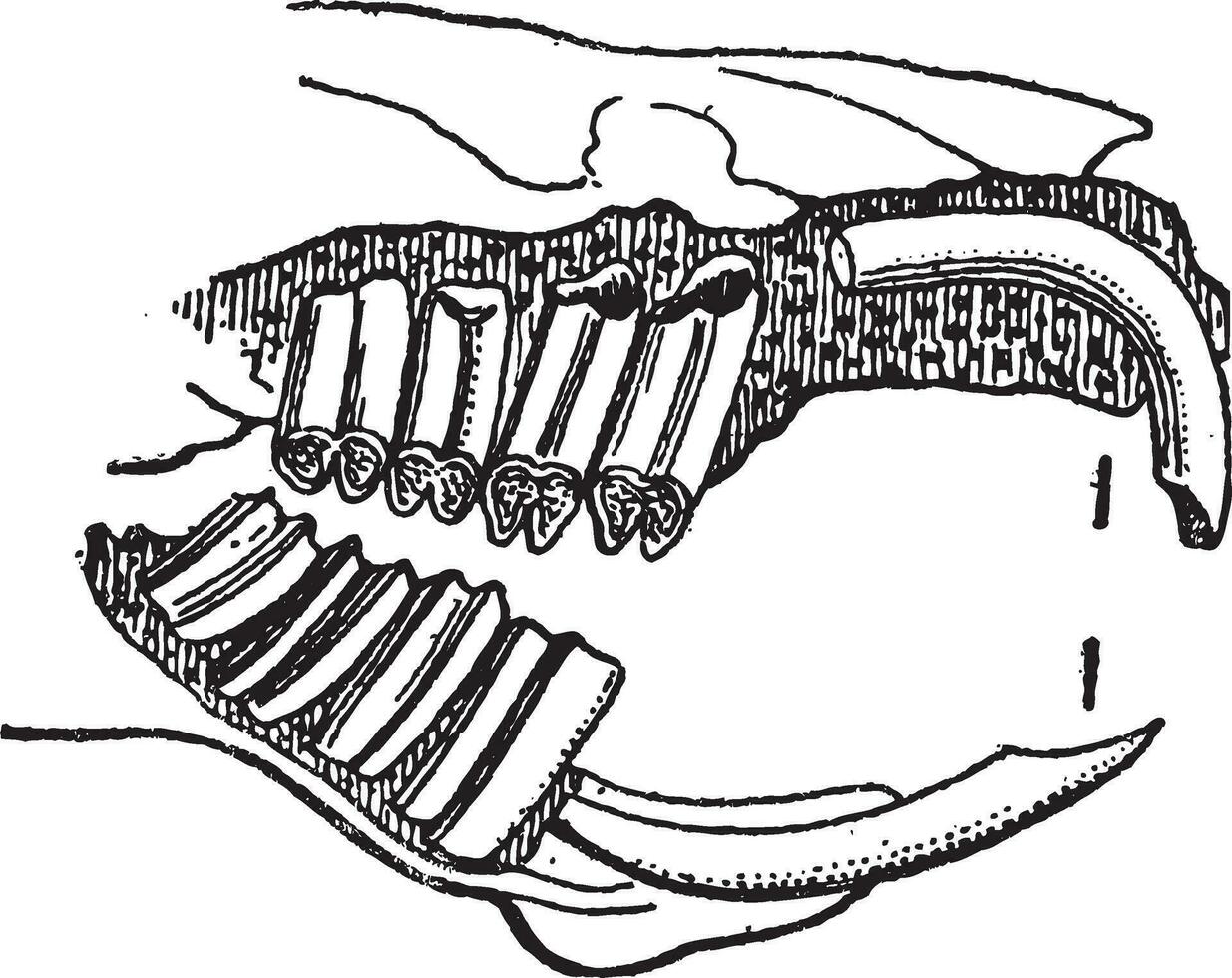 Rodent, Guinea pig jaw, vintage engraving. vector