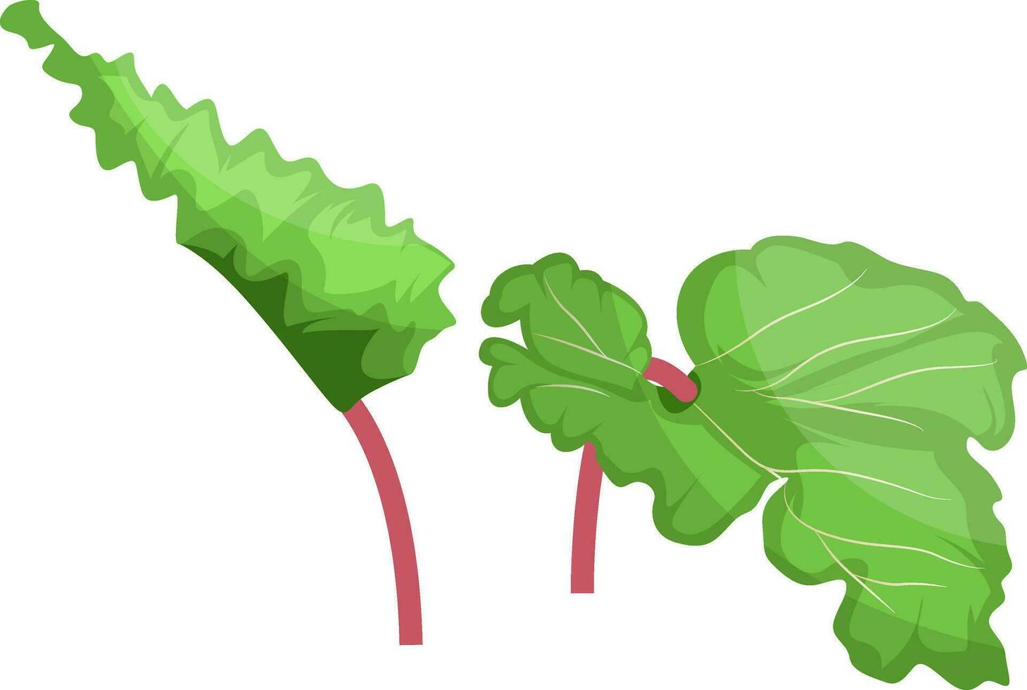 Green and pink rhubarb leafs vector illustration of vegetables on white background.