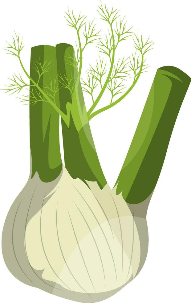 Cartoon fennel vector illustration of vegetables on white background.