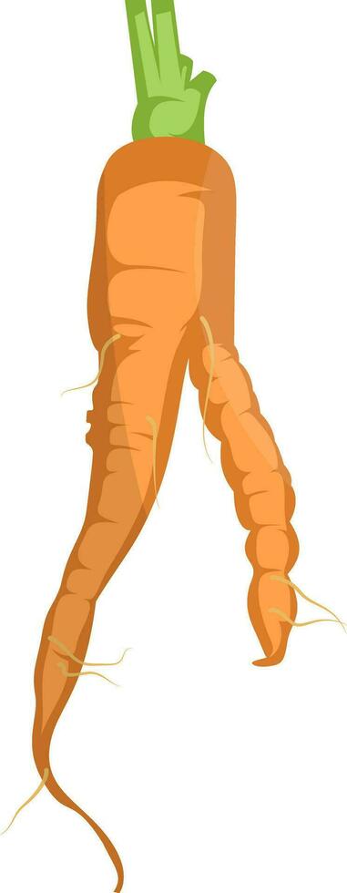 naranja dibujos animados Zanahoria vector ilustración de vegetales en blanco antecedentes.