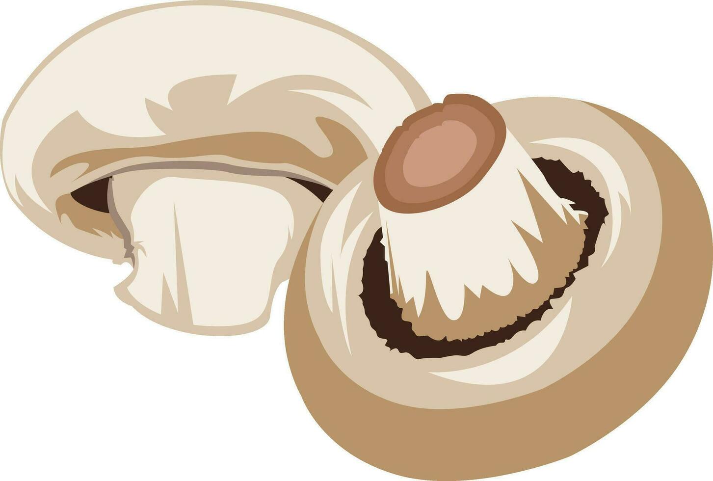 Light brown mushrooms vector illustration of vegetables on white background.