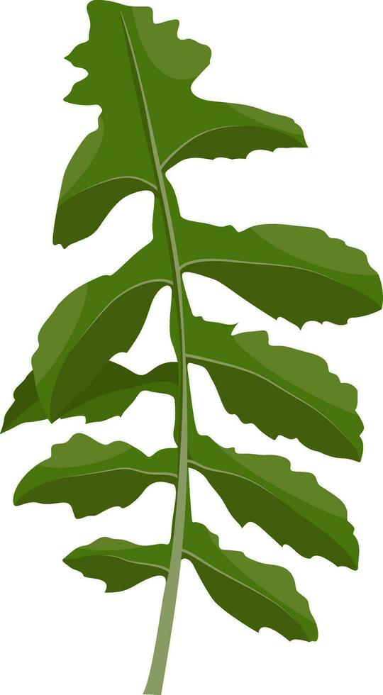 verde ruccola hoja vector ilustración de vegetales en blanco antecedentes.