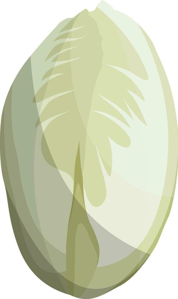 White witloof vector illustration of vegetables on white background.