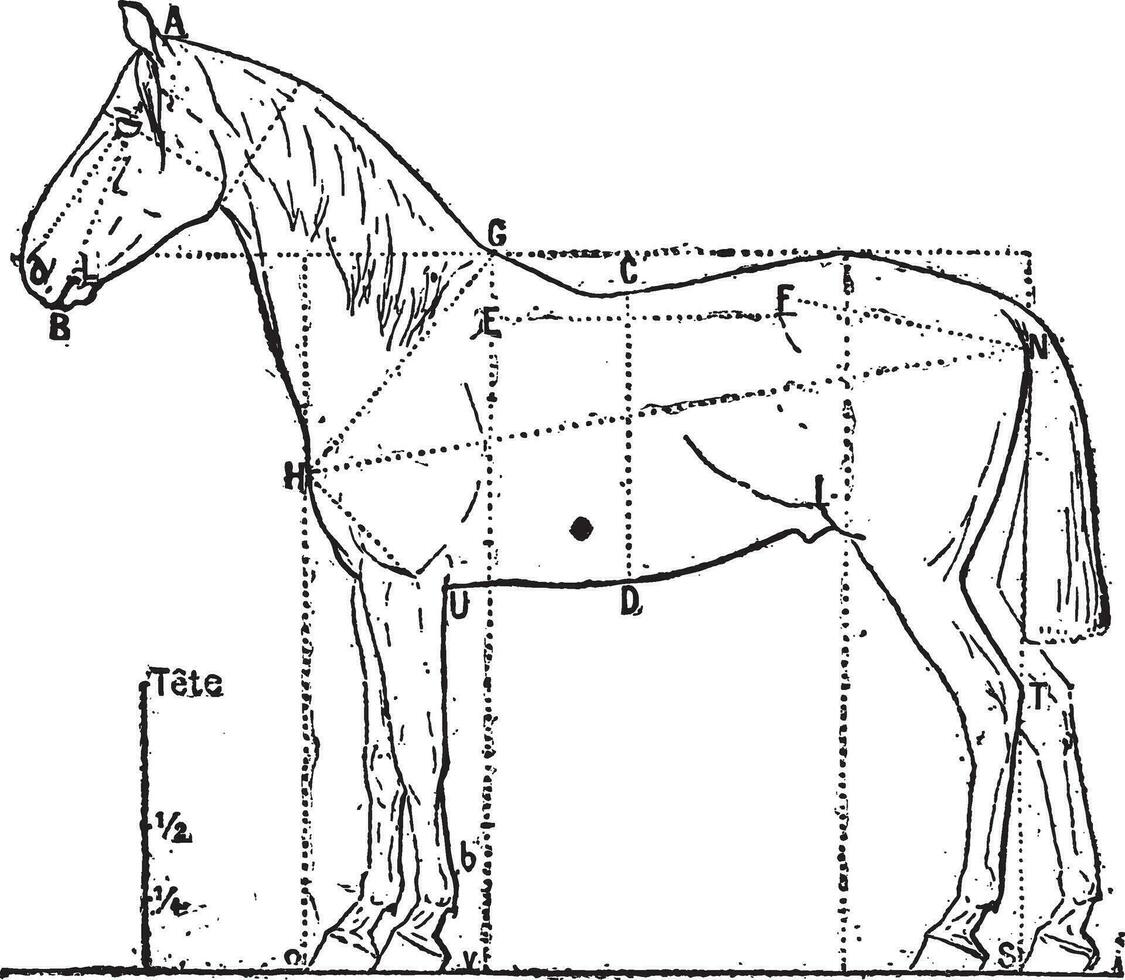 dimensiones de el caballo, Clásico grabado. vector