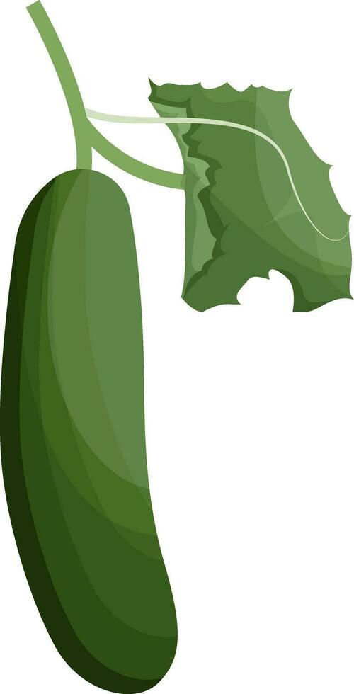 Green cucumber with green leaf vector illustration of vegetables on white background.
