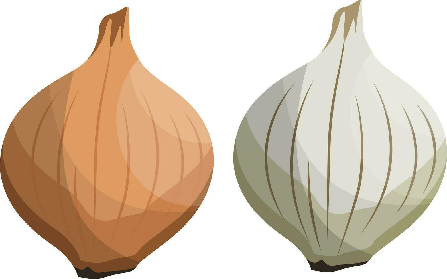 Brown and white onion vector illustration of vegetables on white background.