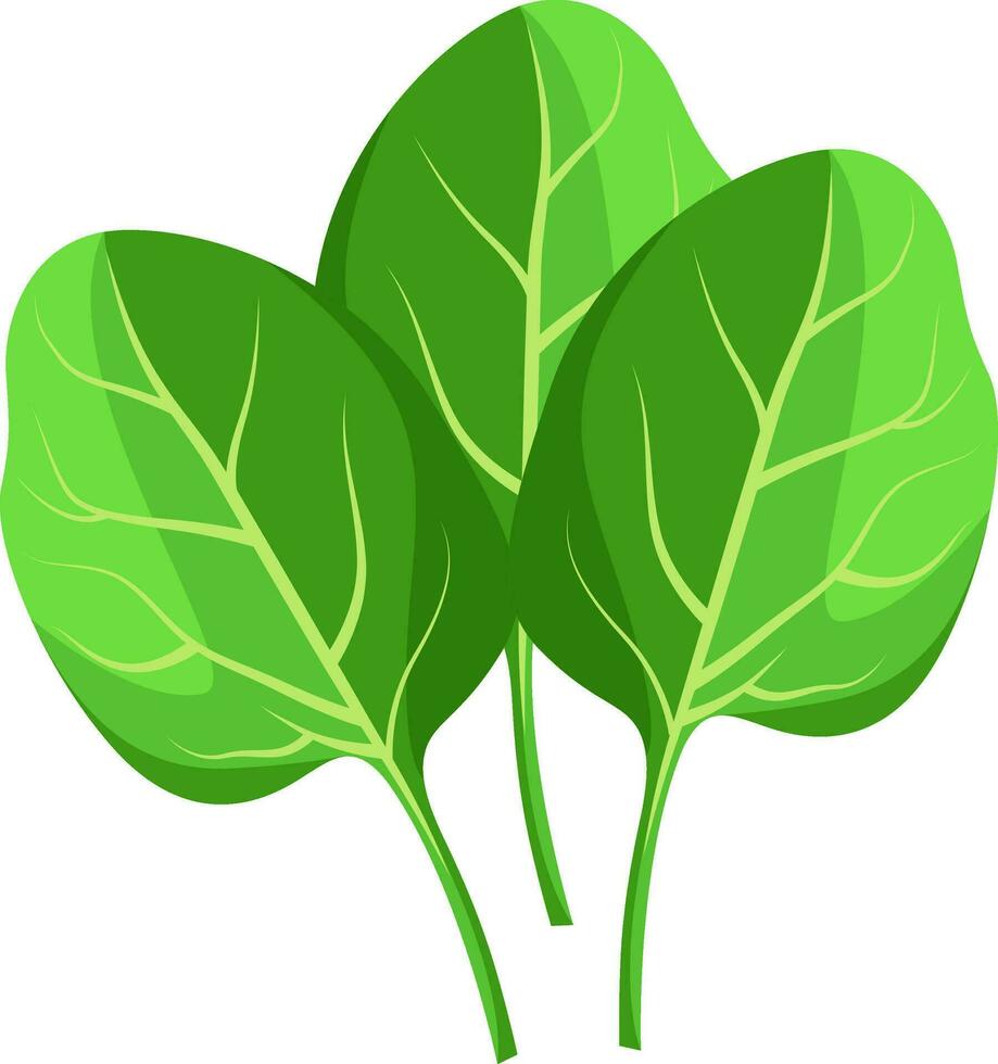 Green spinach leafs vector illustration of vegetables on white background.