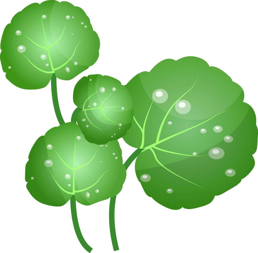 Green water cress leafs vector illustration of vegetables on white background.