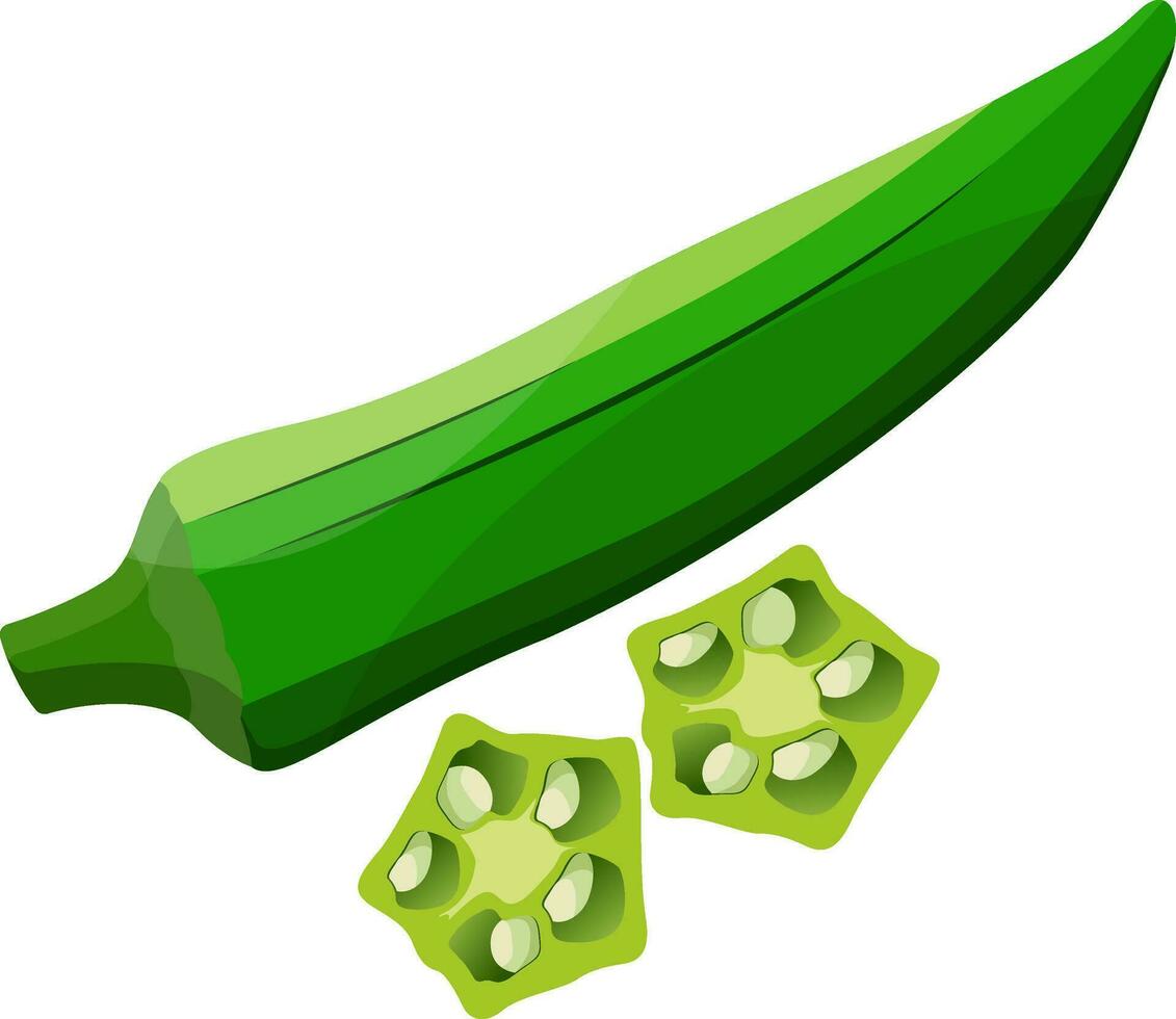 Green okra with light green okra slices vector illustration of vegetables on white background.