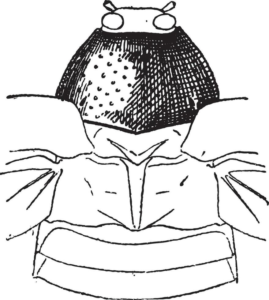 Prothorax, vintage engraving. vector
