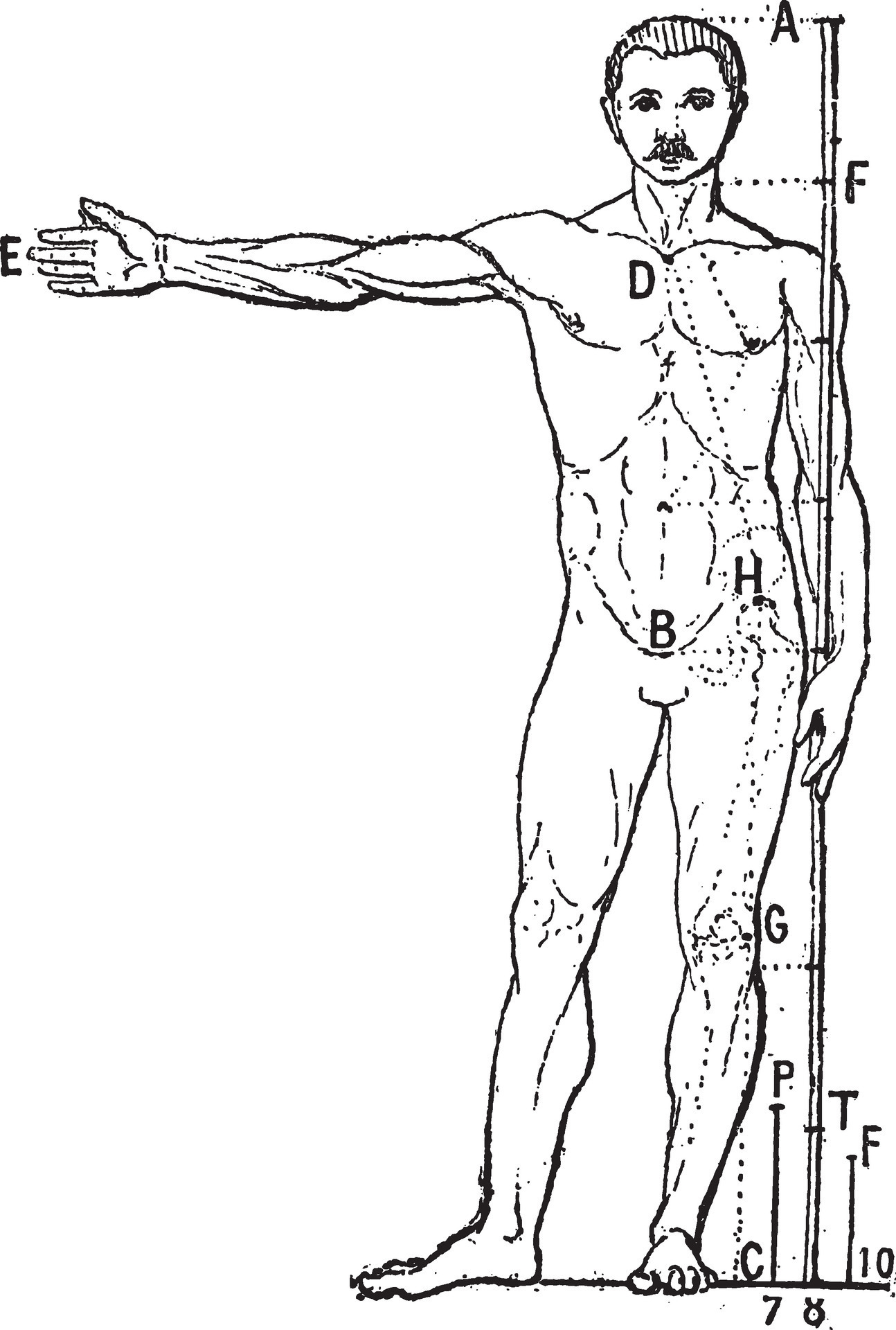 Human proportions, vintage engraving. 35468113 Vector Art at Vecteezy Biology Diagrams