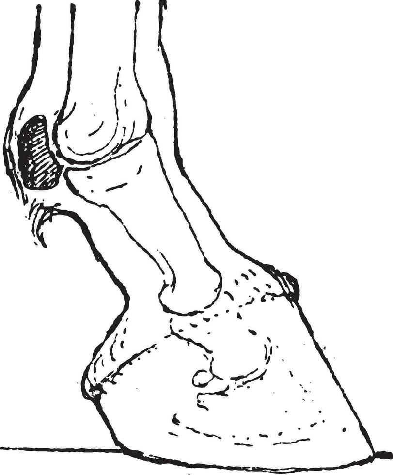 Sesamoid bones, vintage engraving. vector