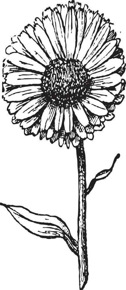 Marigold flower, vintage engraving. vector