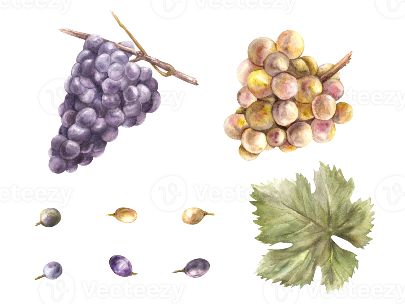 Watercolor bunch of grapes, grape leaves and grape berry set. Grapevine hand painted illustration. Design of menu, card, wine list, stickers, restaurant, bar printing. png