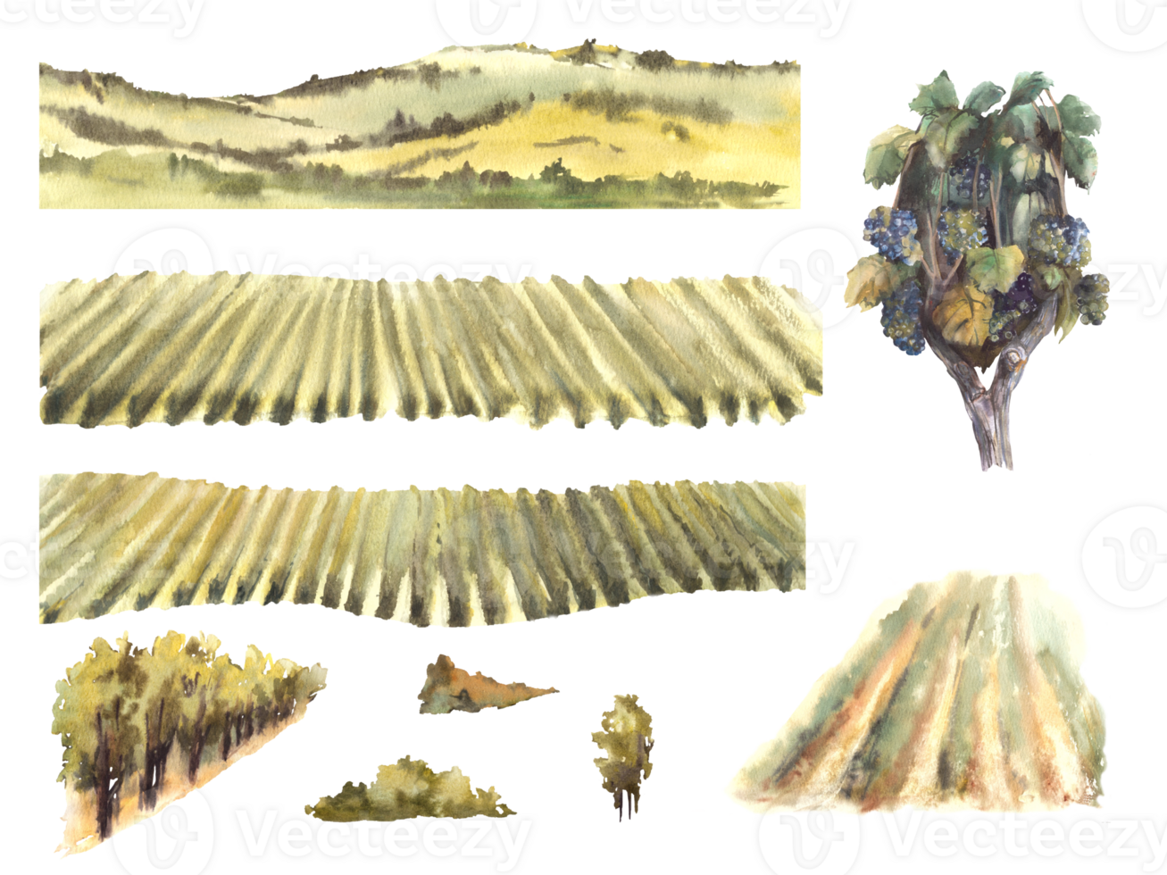 aguarela panorama com uva Campos, vinhas, videira arbustos, árvores, colinas. construtor montar você mesmo, vinificação modelo, rótulo, cartão. mão desenhar ilustração png