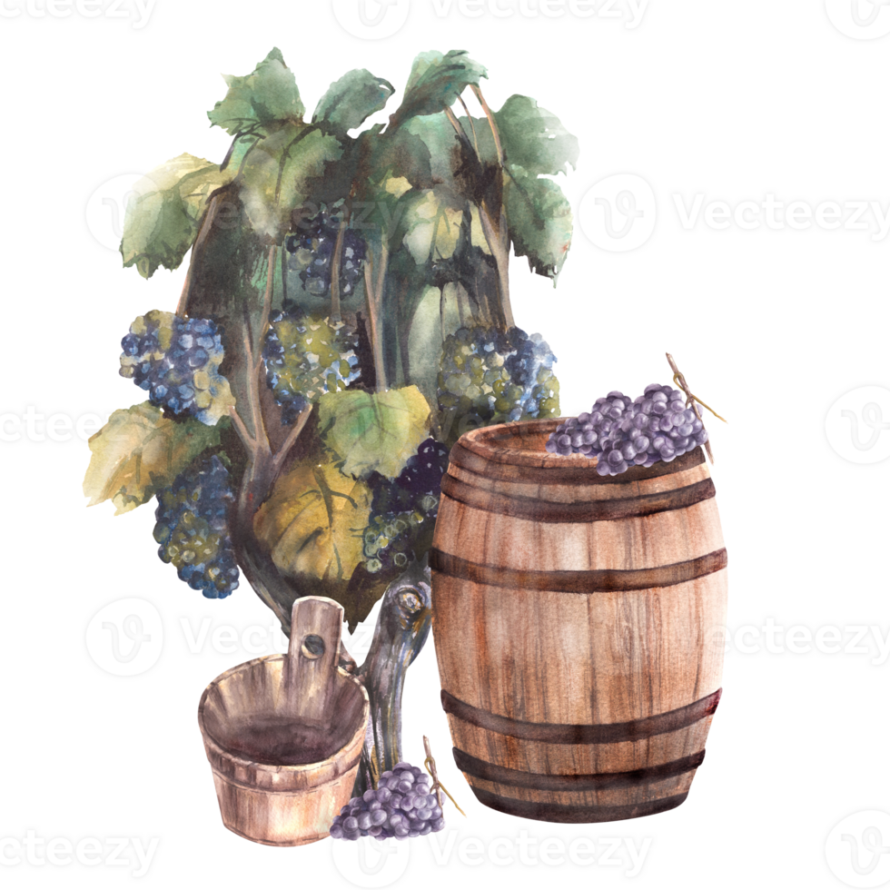 Grape bush with blue dark grapes, grapevine and a wooden bucket, wine barrel. Watercolor painted illustration clipart. Vineyard harvest for winemaking label, menu, print. png