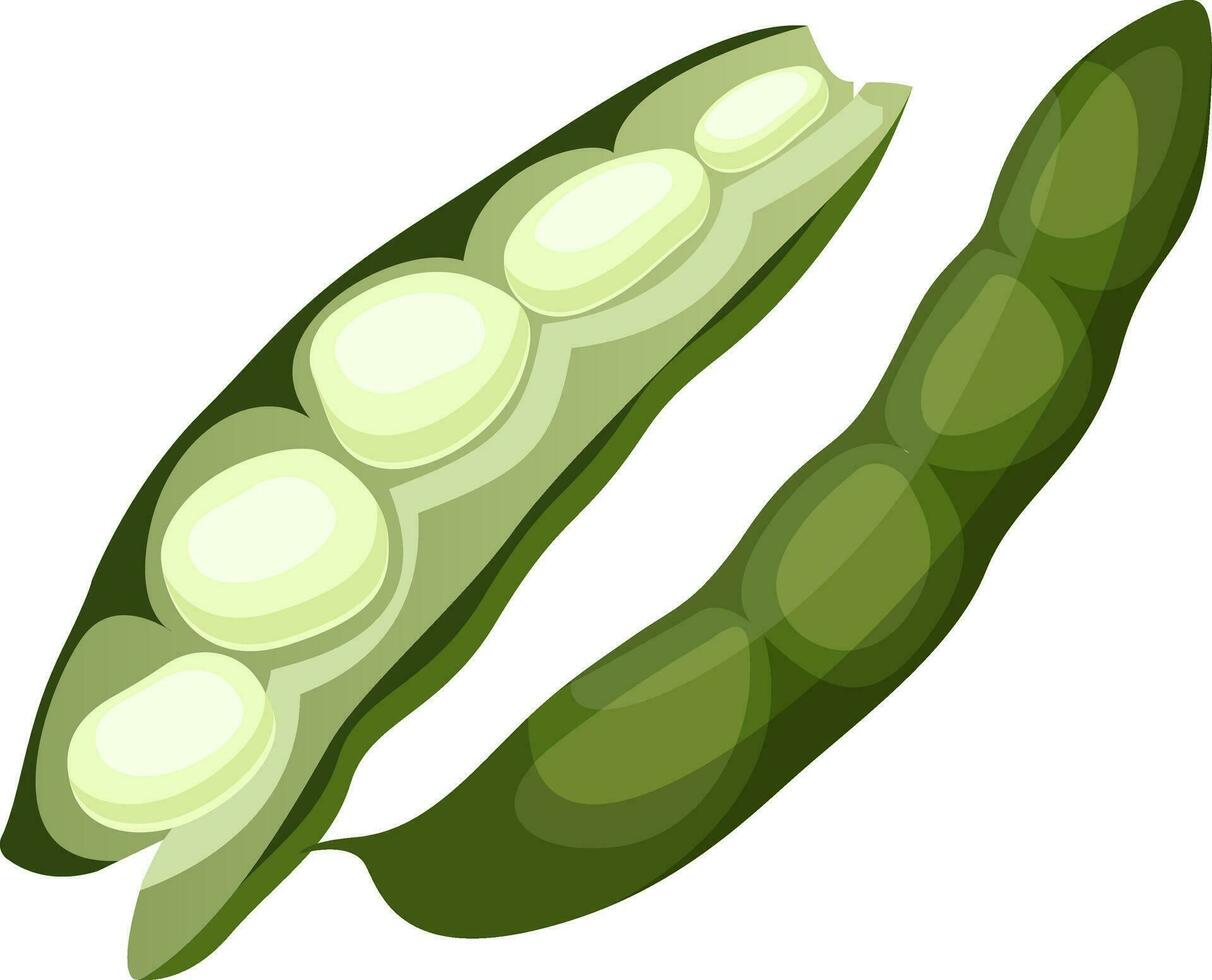 Green beans vector illustration of vegetables on white background.