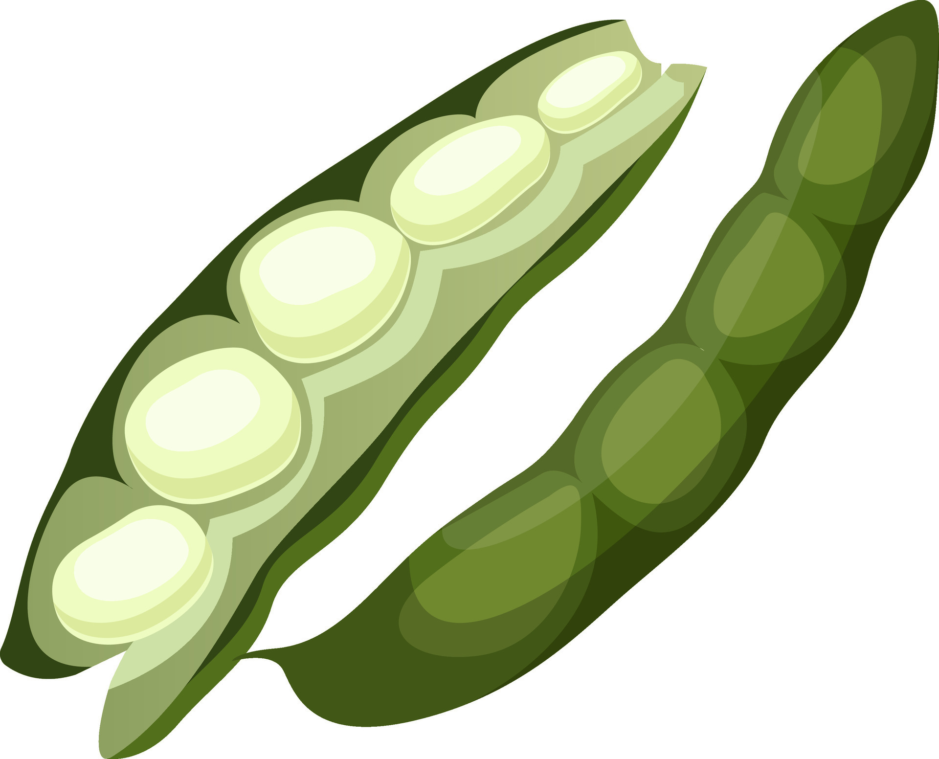 Green beans vector illustration of vegetables on white background