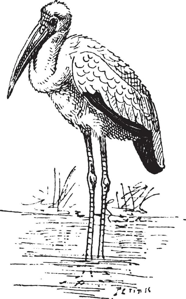 Yellow-billed Stork or Mycteria ibis vintage engraving vector