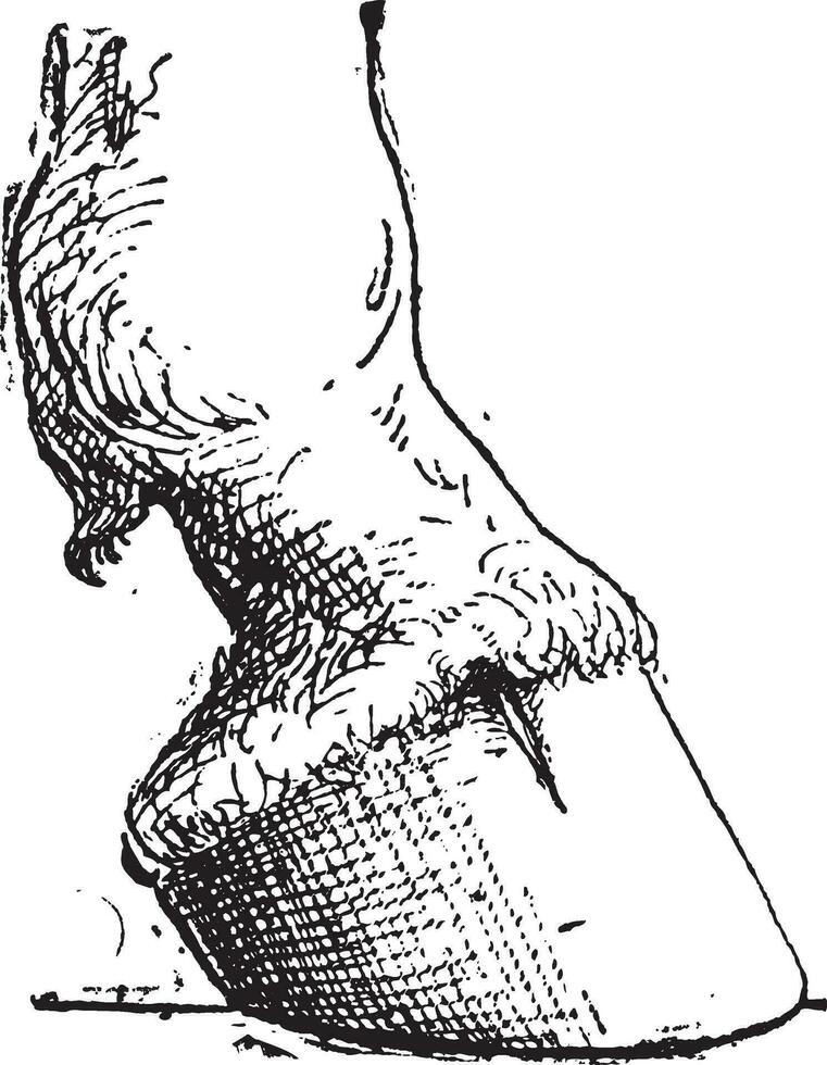 caballo casco, Clásico grabado vector