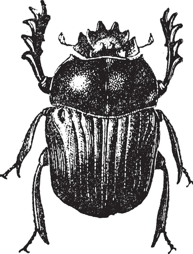 escarabajo aislado en blanco, Clásico grabado. vector