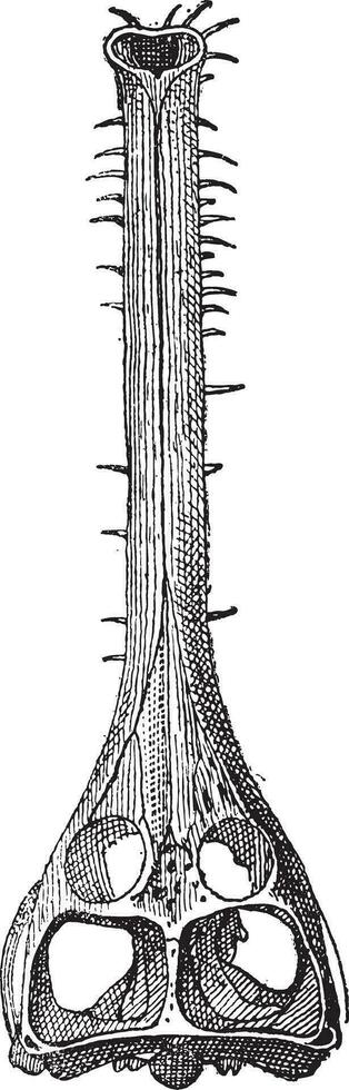 Teleosaurus skull, vintage engraving. vector