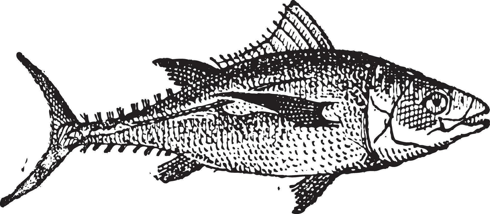 Tuna, vintage engraving. vector