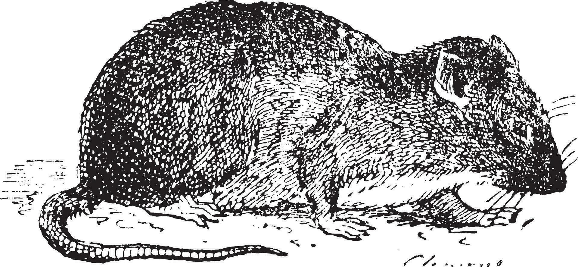 Brown rat  or Sewer rat, vintage engraving. vector